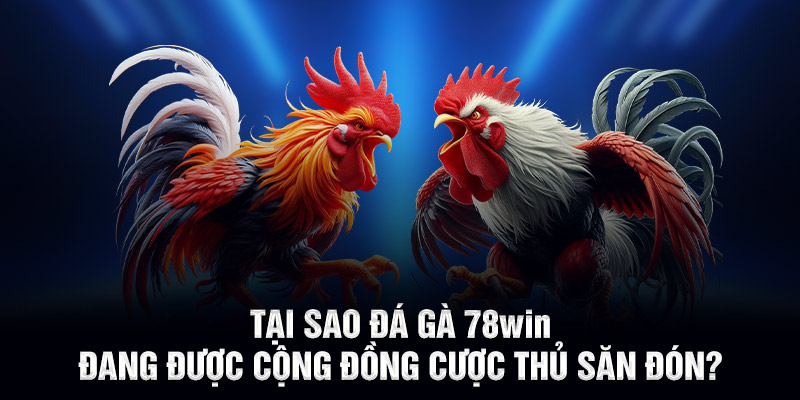 Tại sao đá gà 78WIN đang được cộng đồng cược thủ săn đón?